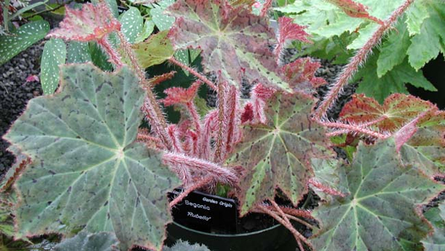 B. ‘Rubella’